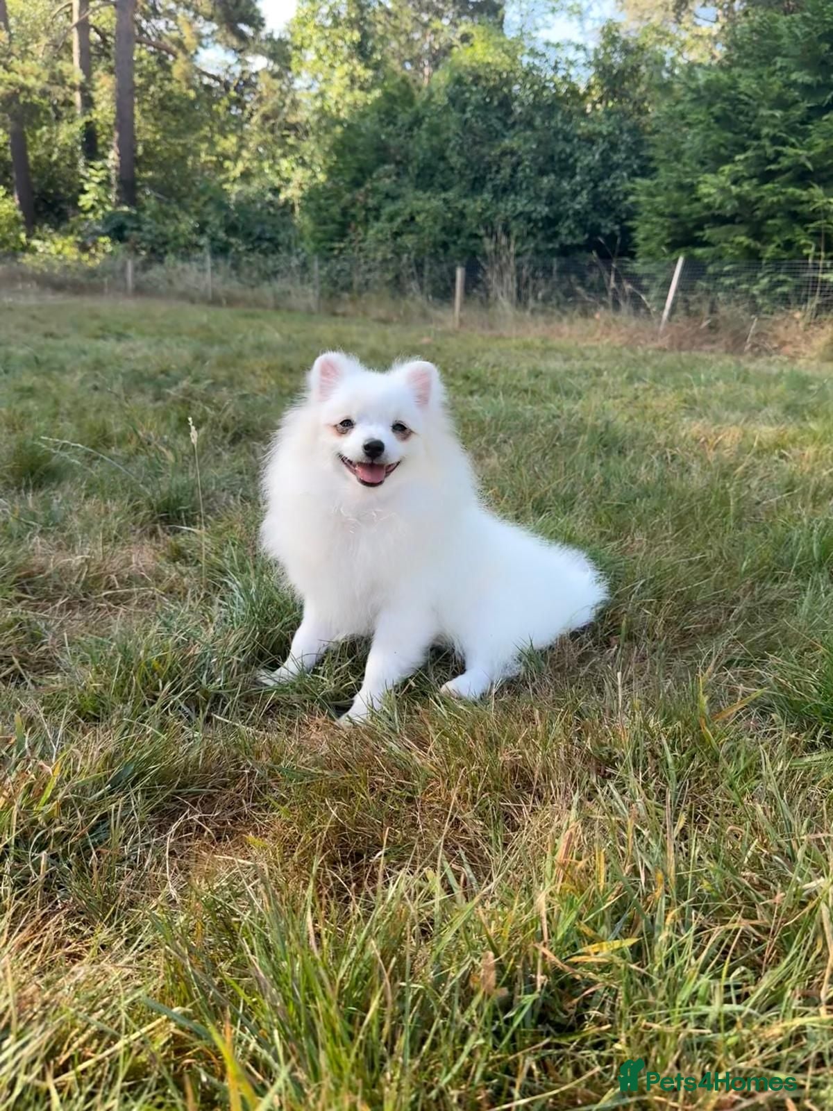 Pomeranian dogs Beautiful Purebred Pomeranian Female 5½ Months Old - Advert 4