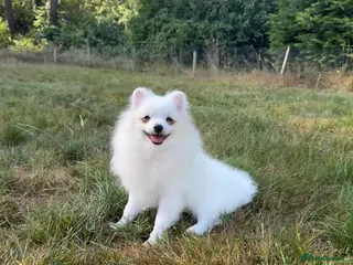 Pomeranian dogs Beautiful Purebred Pomeranian Female 5½ Months Old - Advert 6