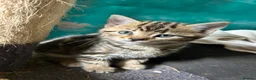 Mixed Breed cats for sale: Kittens for sale in Wotton-under-Edge - Advert 8