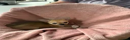 Chihuahua dogs for sale: 4 smooth coat apple head Chihuahua puppies - Advert 12