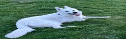 White Swiss Shepherd dogs for stud: White Swiss shepherd for stud - Advert 1