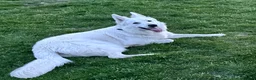 White Swiss Shepherd dogs for stud: White Swiss shepherd for stud - Advert 1