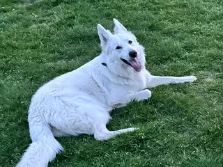 White Swiss Shepherd dogs White Swiss shepherd for stud - Advert 9