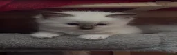 Ragdoll cats for sale: GCCF registered kittens - Advert 4