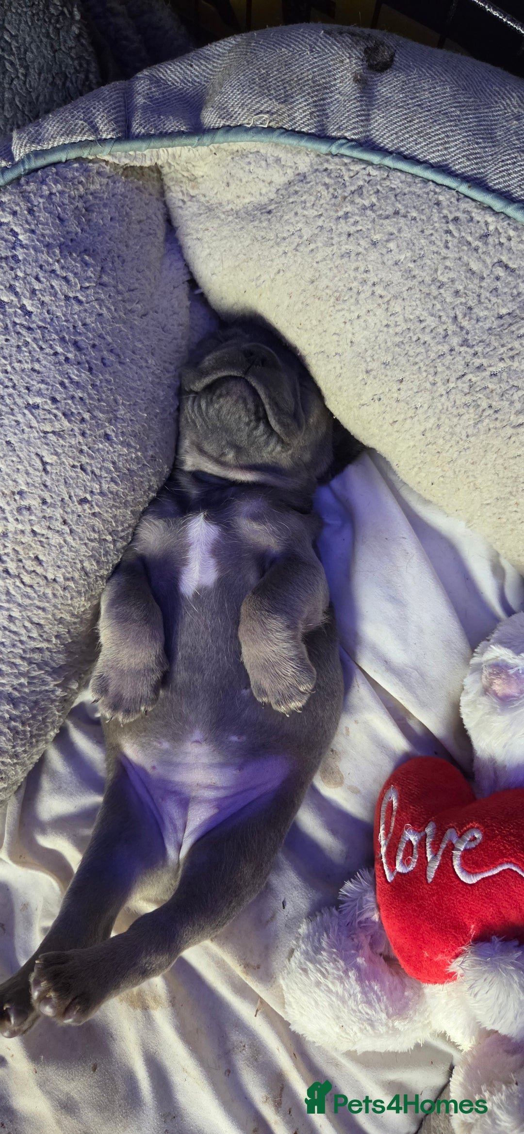 French Bulldog dogs for sale: 6 frenchie/ French bulldog - Image 14