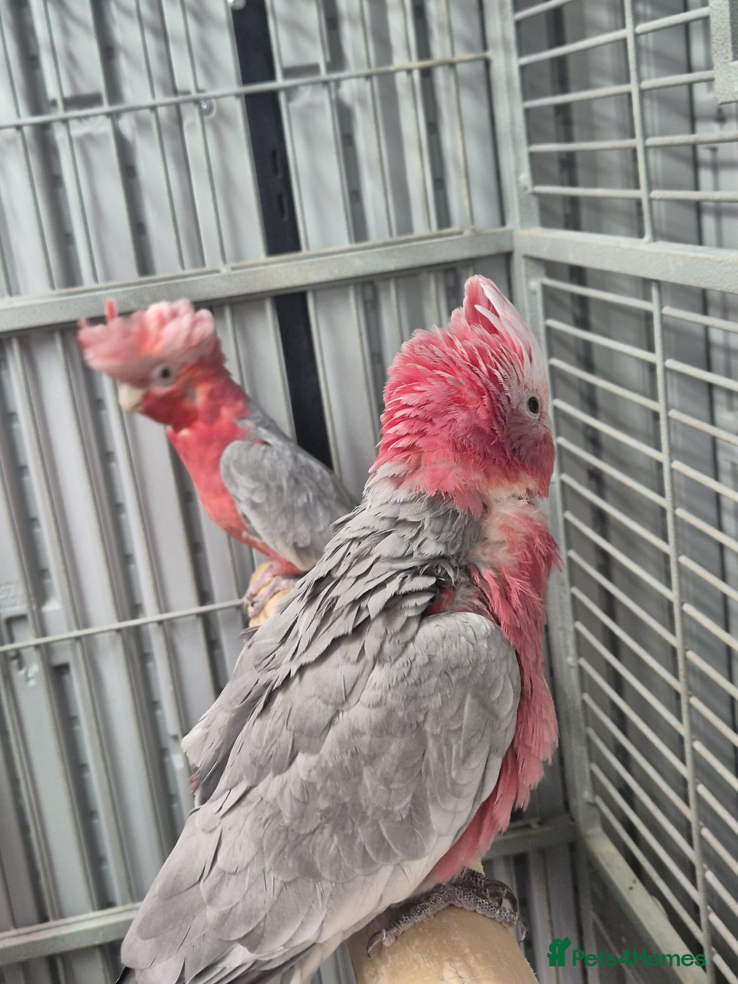 Cockatoo birds Pair of galahs - Advert 1
