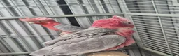 Cockatoo birds for sale: Pair of galahs - Advert 1