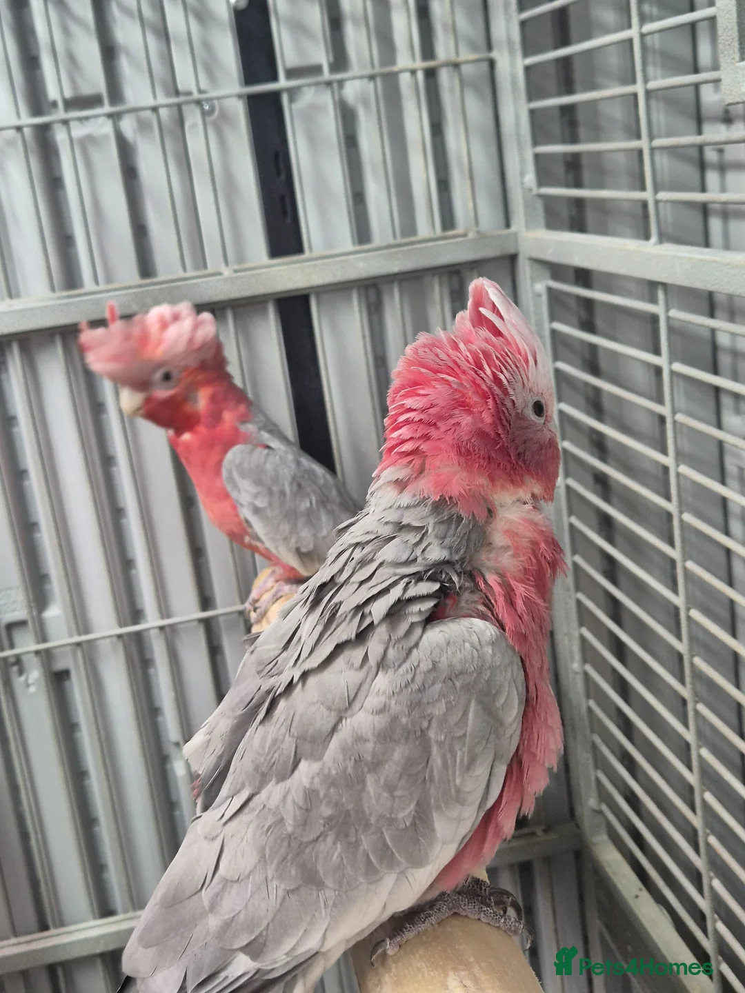 Cockatoo birds for sale: Pair of galahs - Advert 1