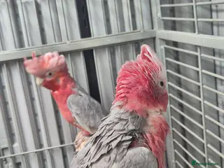 Cockatoo birds Pair of galahs - Advert 1