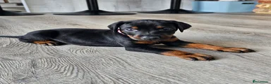 Dobermann 5 Pink collar