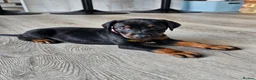 Dobermann dogs for sale: Gorgeous Full Pedigree Doberman puppies for sale  in Hull - Advert 6