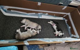 Siberian Husky dogs for sale: Syberian Huskies Male and Female - Image 20