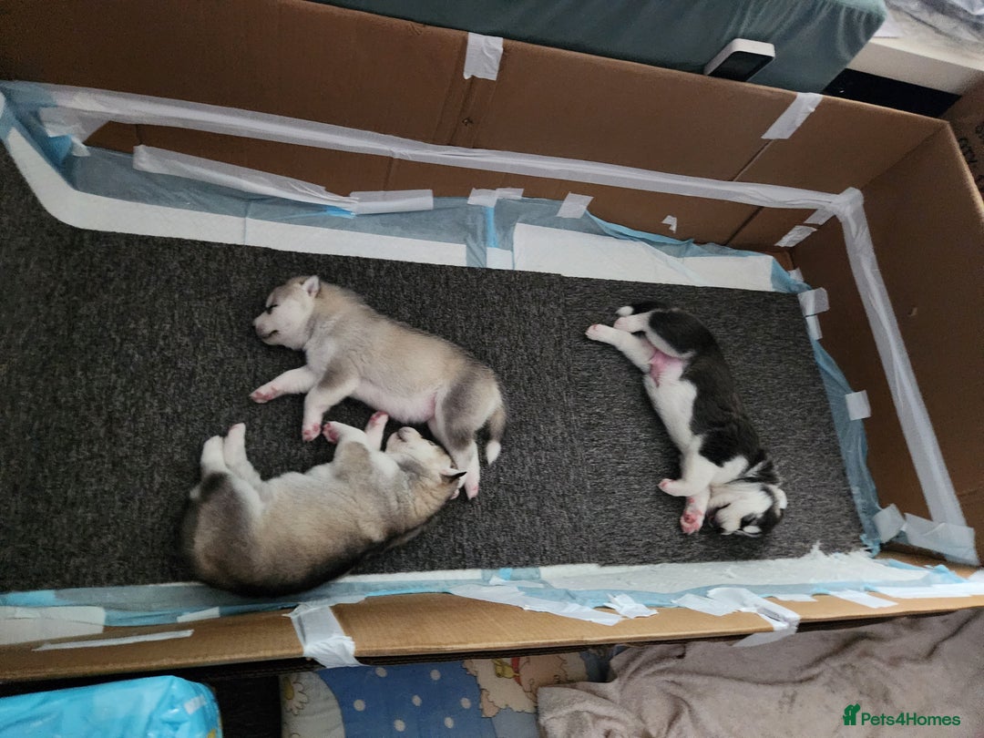 Siberian Husky dogs for sale: Syberian Huskies Male and Female - Image 20