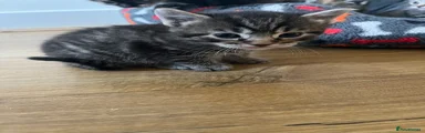 Mixed Breed Kitten 3