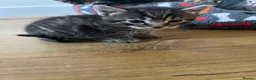 Mixed Breed cats for sale: Ragdoll/Tabby kittens for sale, mixed breed  - Advert 8