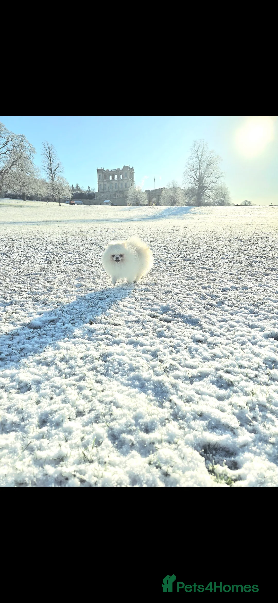 Pomeranian dogs for stud: 🌟 PREMIUM STUD SERVICE: "KIMCHI" 🌟 - Advert 8