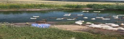 Ducks poultry for sale: 8 week old female cherry valleys and Karki  - Advert 1