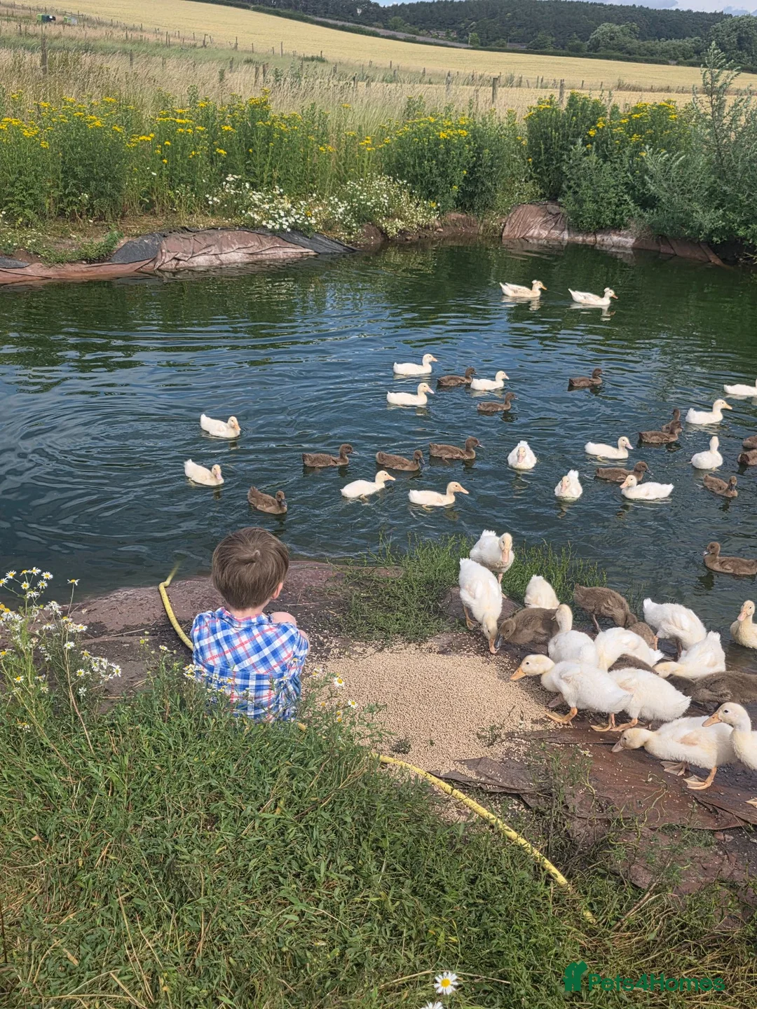 Ducks poultry for sale: 8 week old female cherry valleys and Karki  - Advert 1