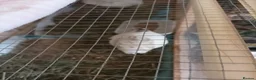 Quail poultry for sale: 2 x EX Large Quail English White 6 weeks old - Advert 1