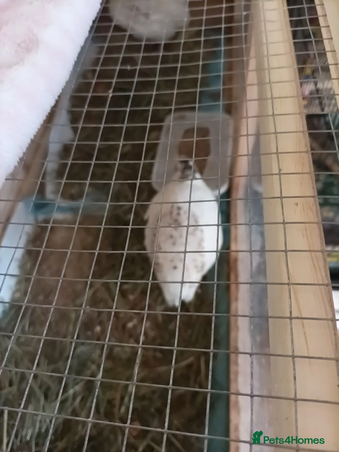 Quail poultry for sale: 2 x EX Large Quail English White 6 weeks old - Advert 1
