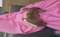 Miniature Dachshund dogs for sale: Galaxy Chocolate: Your Sweetest Adventure Awaits! - Image 11