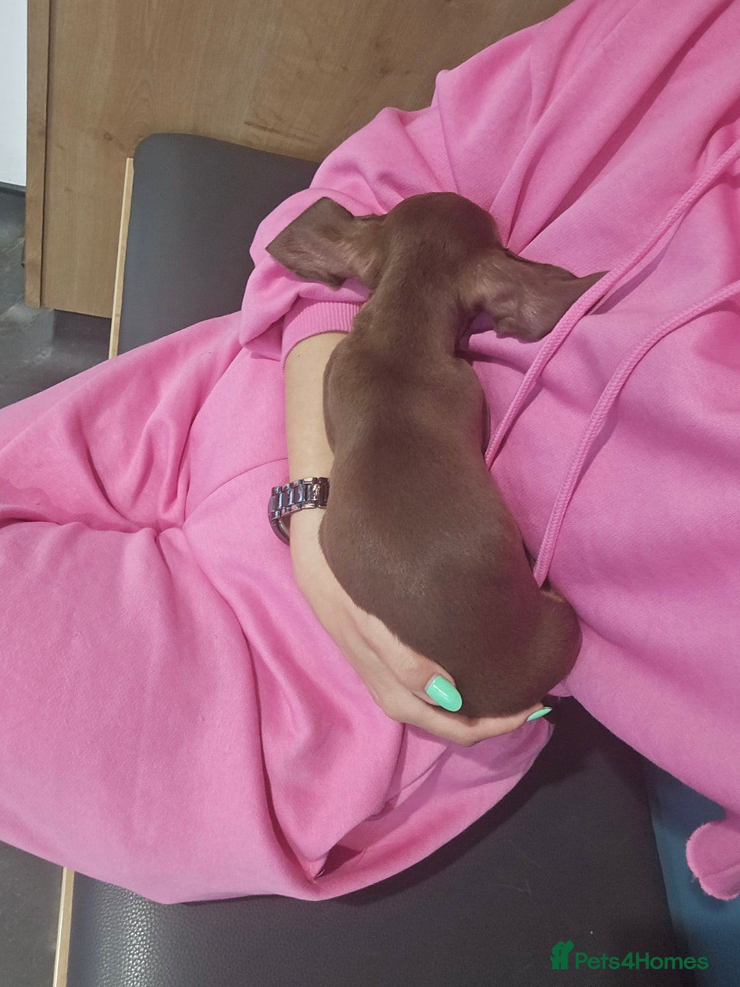 Miniature Dachshund dogs for sale: Galaxy Chocolate: Your Sweetest Adventure Awaits! - Image 11