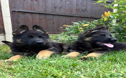 German Shepherd dogs for sale: Outstanding KC german shepherd puppies - Image 8