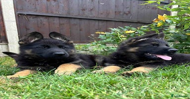 German Shepherd dogs - Advert 14