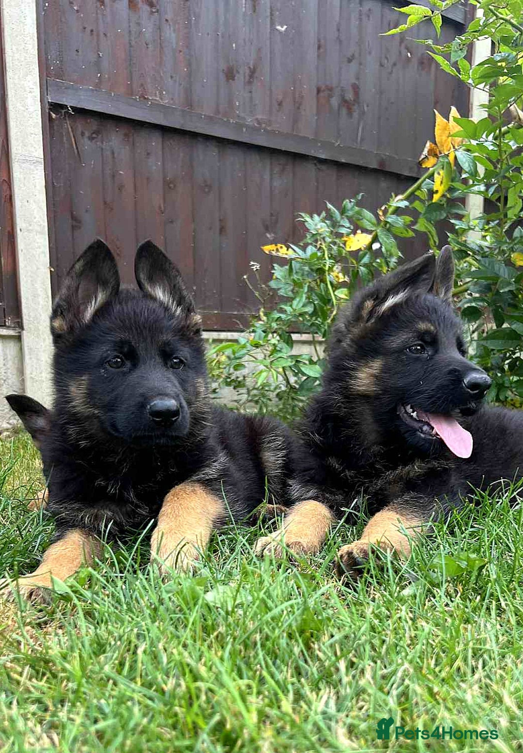 German Shepherd dogs for sale: Outstanding KC german shepherd puppies - Image 8