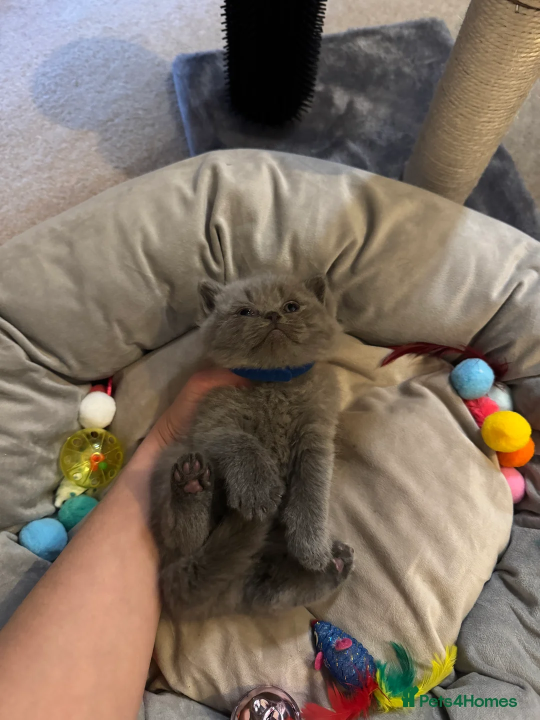 British Shorthair cats for sale: Fluffy and healthy British shorthair kittens - Advert 9