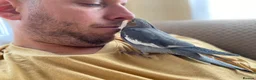 Cockatiels birds for sale: Hand reared cockatiel  in Benfleet - Advert 2