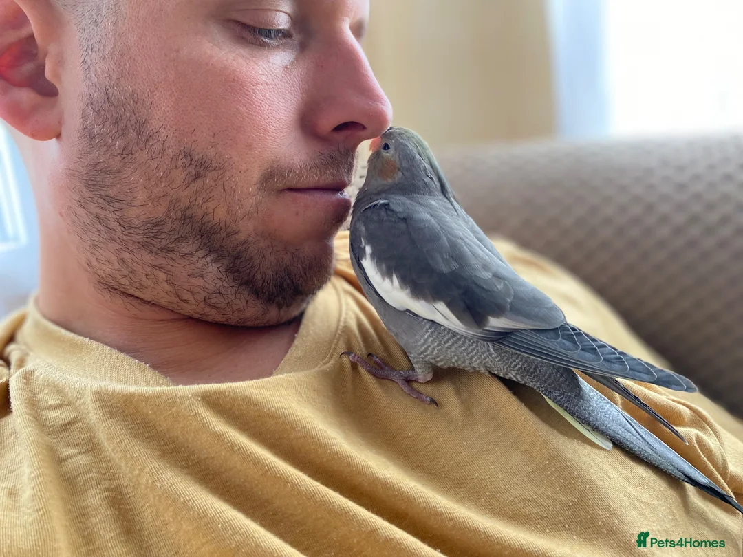 Cockatiels birds for sale: Hand reared cockatiel  in Benfleet - Advert 2