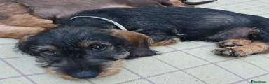 Dachshund 1