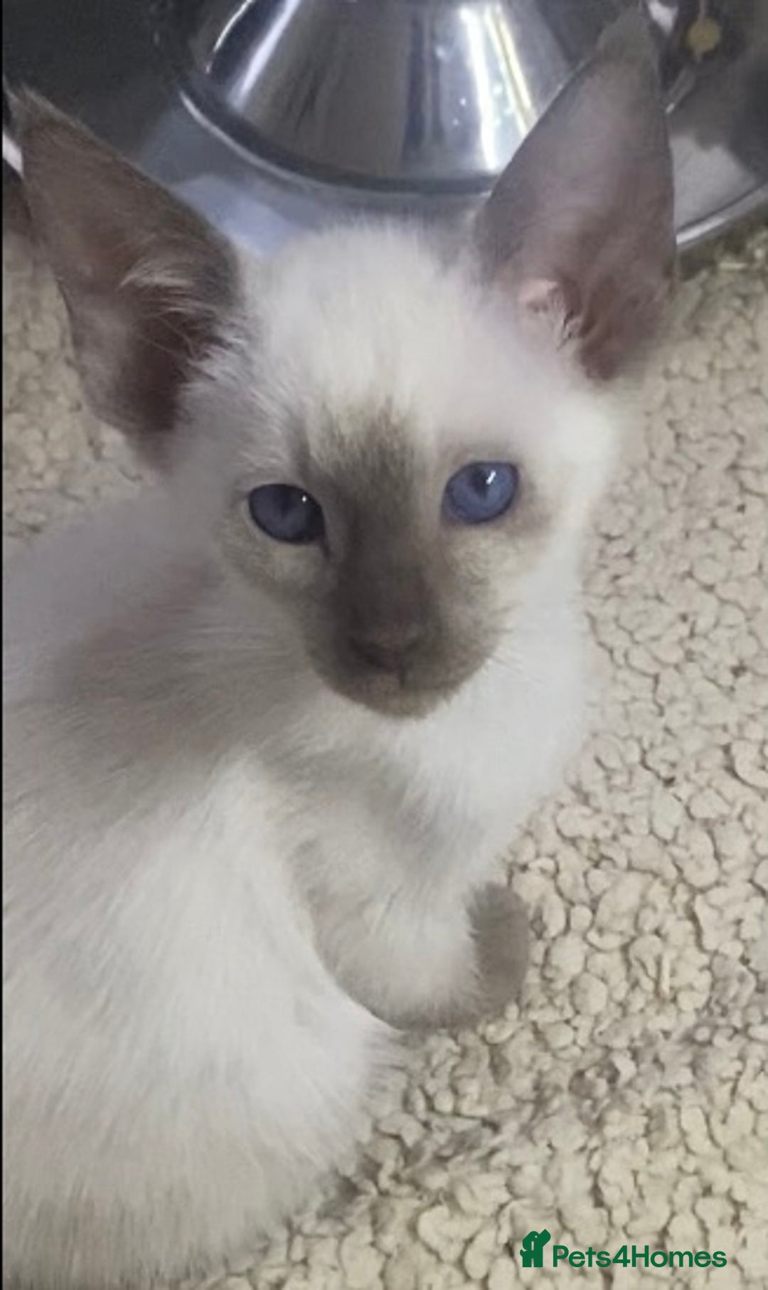 Mixed Breed cats for sale: Oriental/ Siamese  - Advert 16