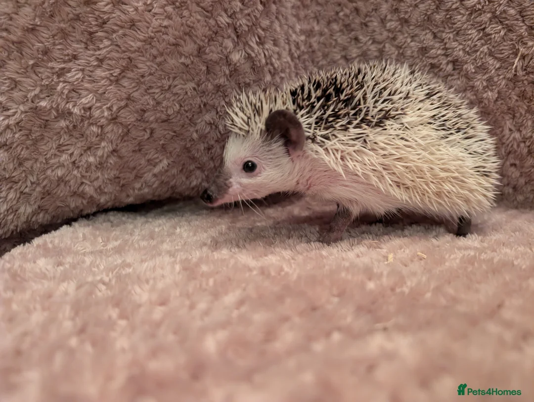 Pygmy Hedgehog rodents for sale: Little boy hedgehog  - Advert 2