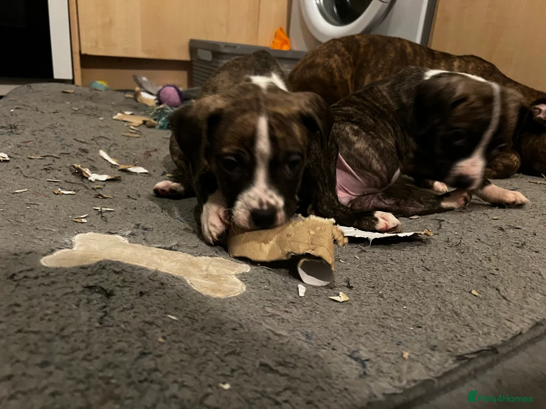 Mixed Breed dogs for sale: Blue Staffy x Boerboel – Ready for a Home - Advert 14