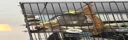 Cockatiels birds for sale: Hand-Reared Cockatiel Sibling Pair in Princes Risborough - Advert 3