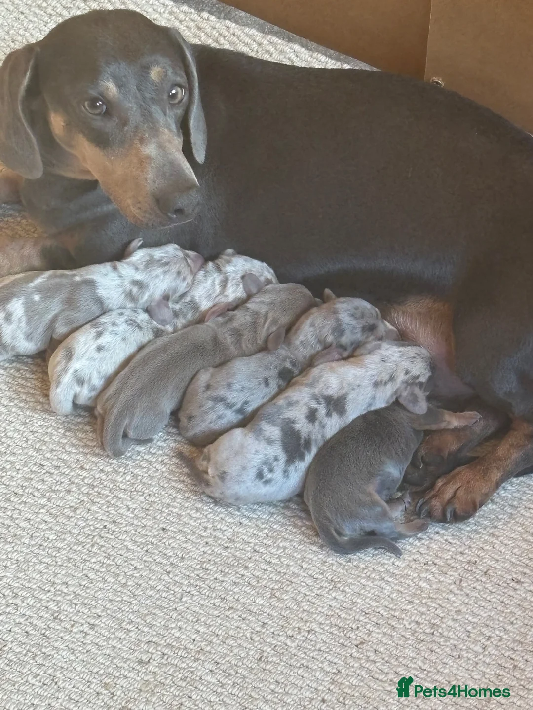 Miniature Dachshund dogs for sale: Miniature Dachshunds  in Worcester - Advert 11