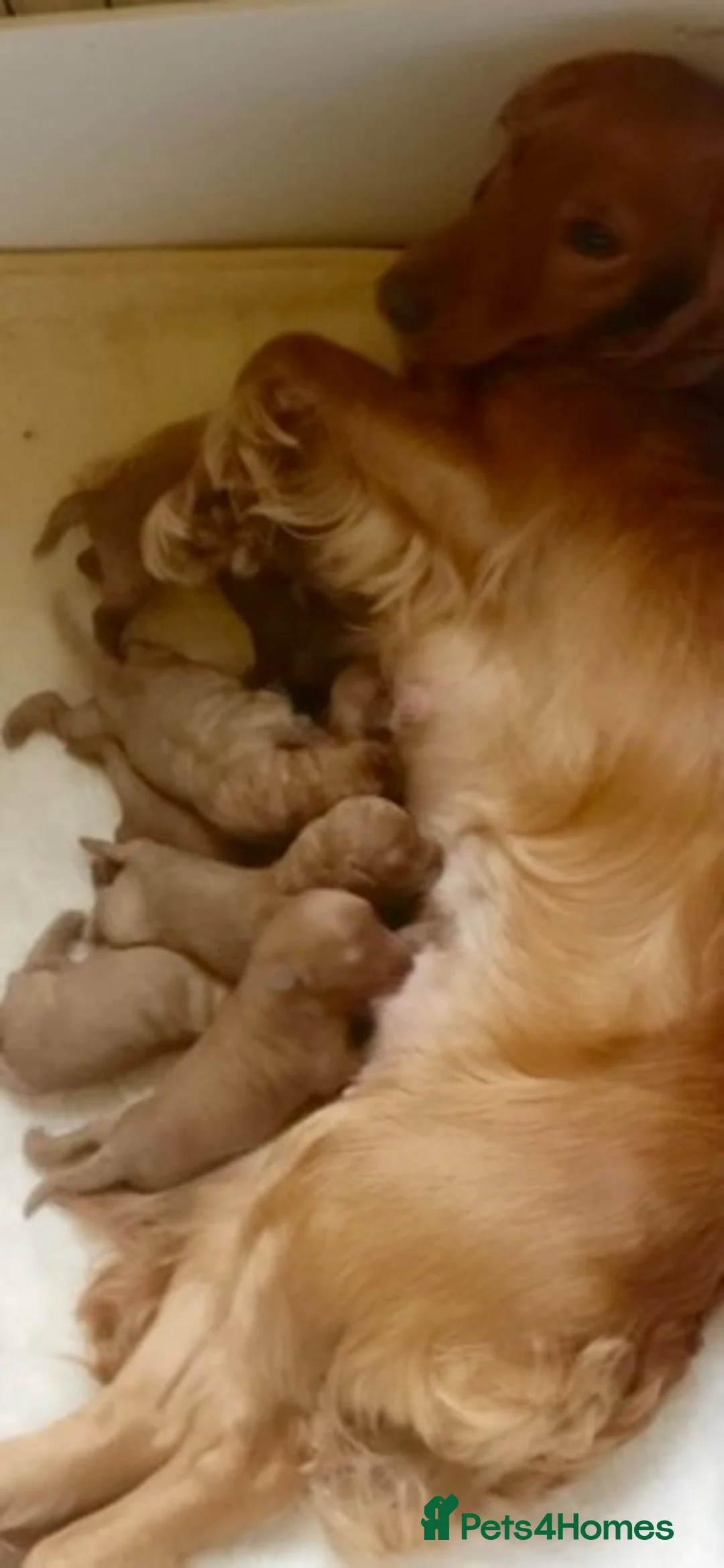 Cockapoo dogs for stud: Red Min Poodle PRA Clear & Other DNA Clear in Mansfield - Advert 16