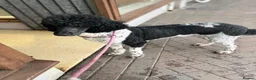 Standard Poodle dogs for sale: Beautiful inside and out std poodle  - Advert 1