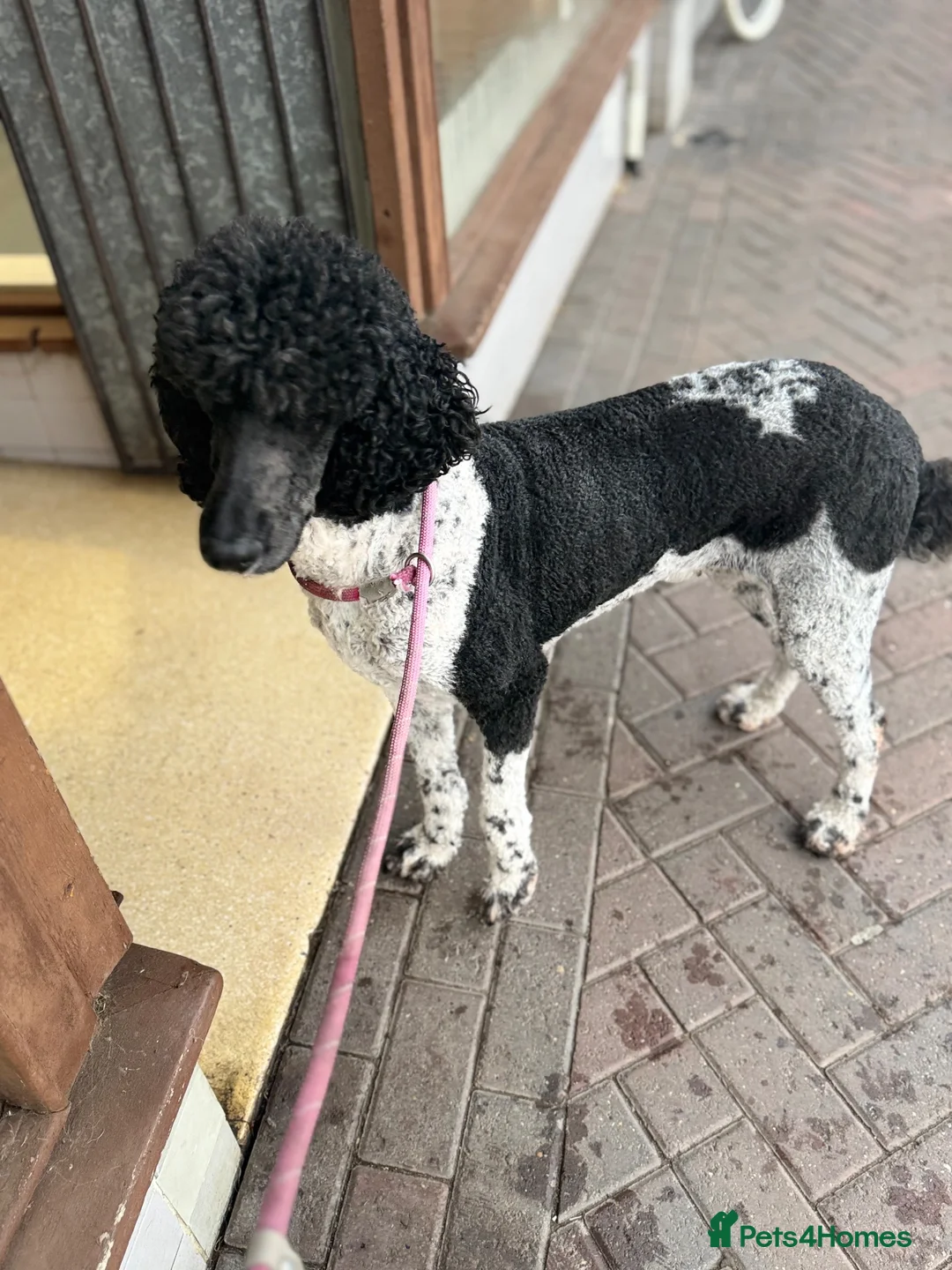 Standard Poodle dogs for sale: Beautiful inside and out std poodle  - Advert 1