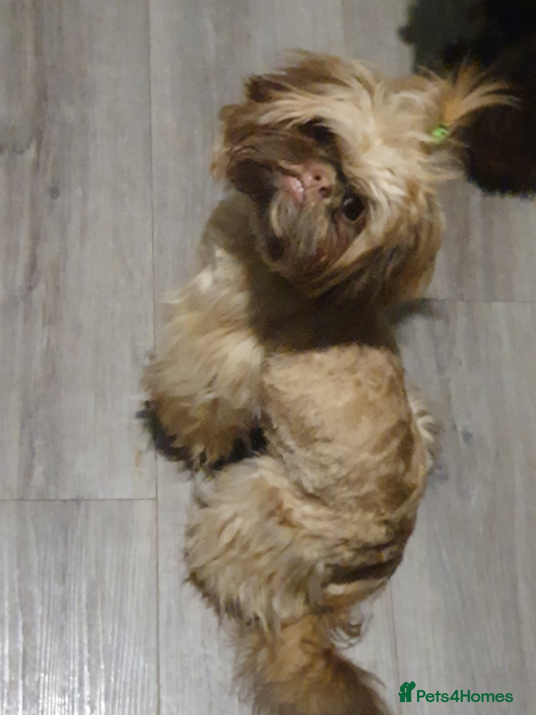 Shih Tzu dogs for sale: Shih Tzu Girl - Advert 3