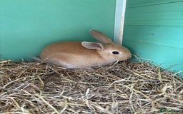 Rex rabbits for sale: Rex cross Mini Lop  - Image 14