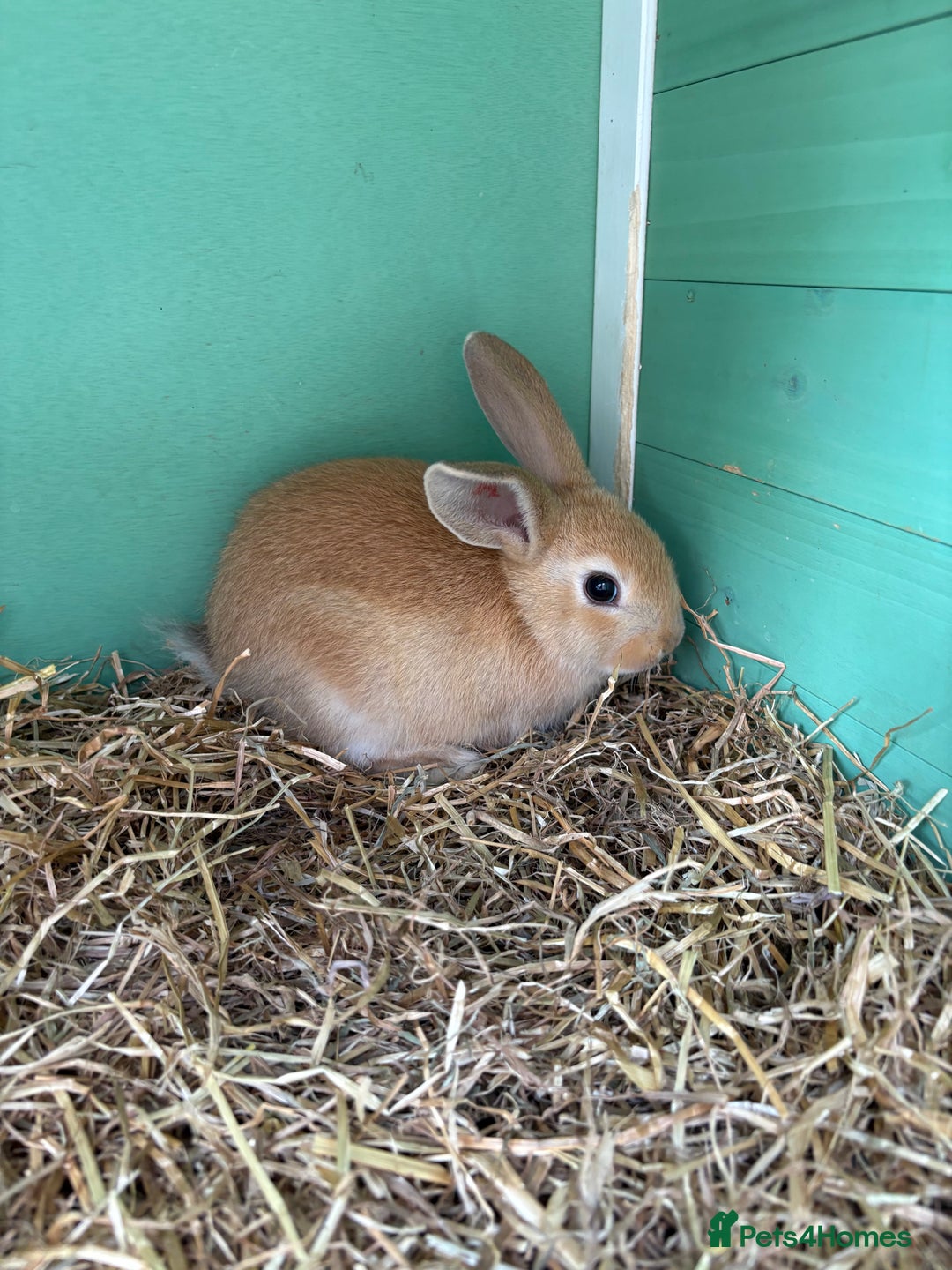 Rex rabbits for sale: Rex cross Mini Lop  - Image 14