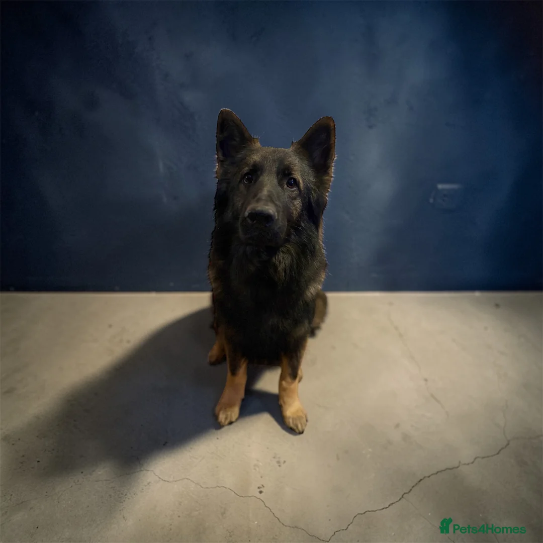 German Shepherd dogs for stud: PROVEN German shepherd for stud  - Advert 1