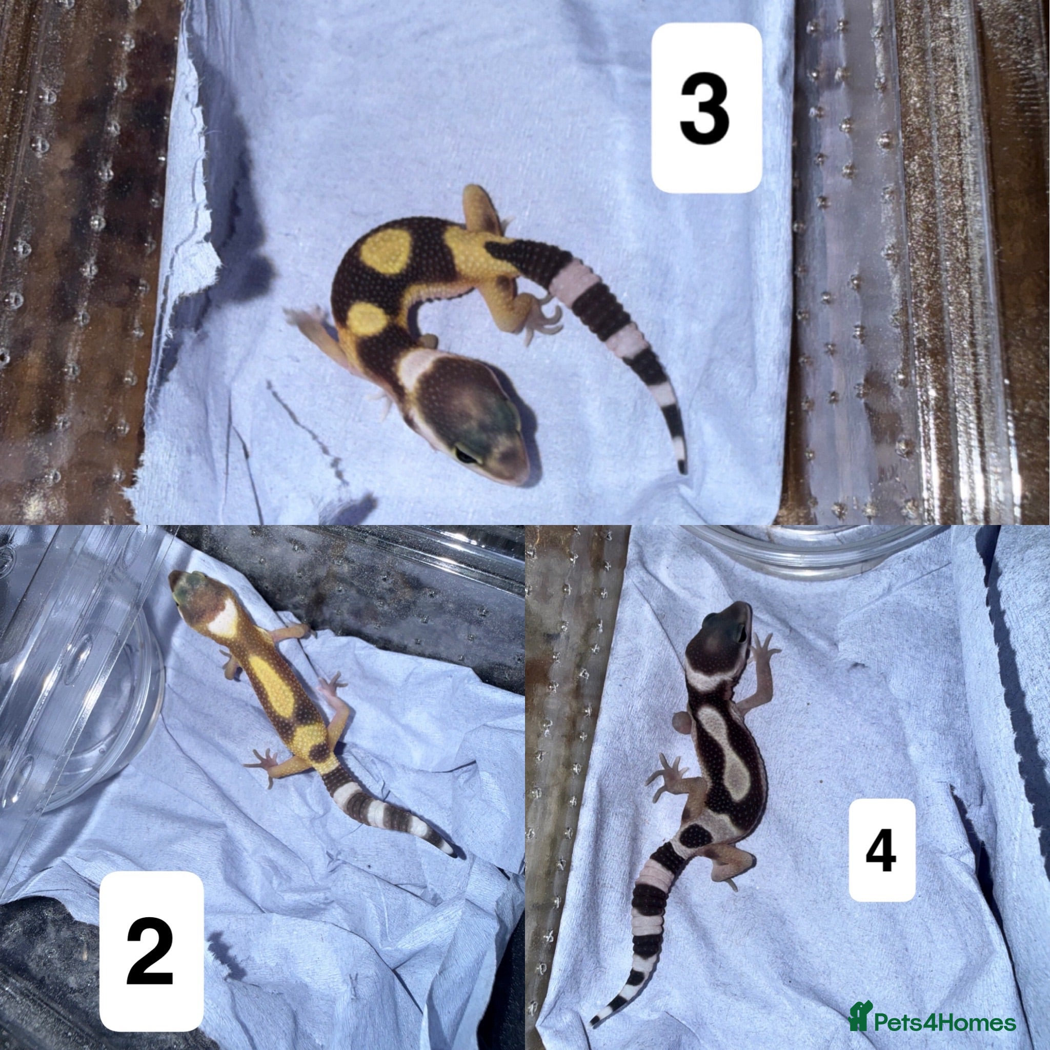 Gecko reptiles Baby leopard geckos - Advert 1