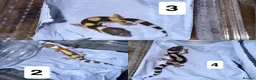 Gecko reptiles for sale: Baby leopard geckos in Runcorn - Advert 1