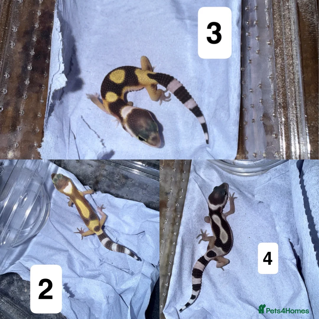 Gecko reptiles for sale: Baby leopard geckos in Runcorn - Advert 1