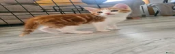 Mixed Breed cats for sale: 4 adorable kittens  - Advert 10