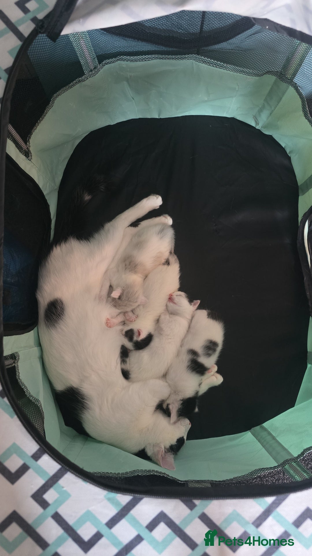 British Shorthair cats for sale: 1 male / 2 female kittens  - Image 1